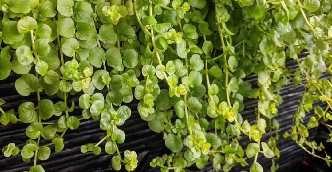 15 Beste Kaskadenpflanzen für Stützmauern