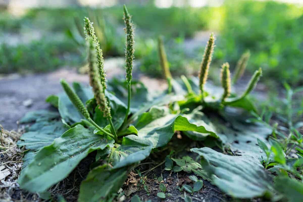 30 Erstaunliche Vorteile des Breitwegerichs (Plantago Major)