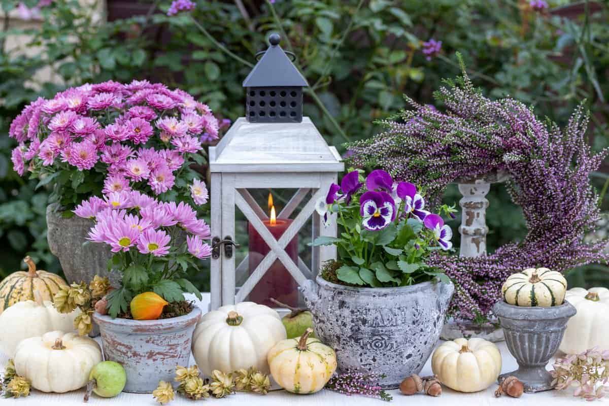 25 Pflanzen, die Schädlinge abschrecken (Pflanzen, die Schädlinge nicht mögen)