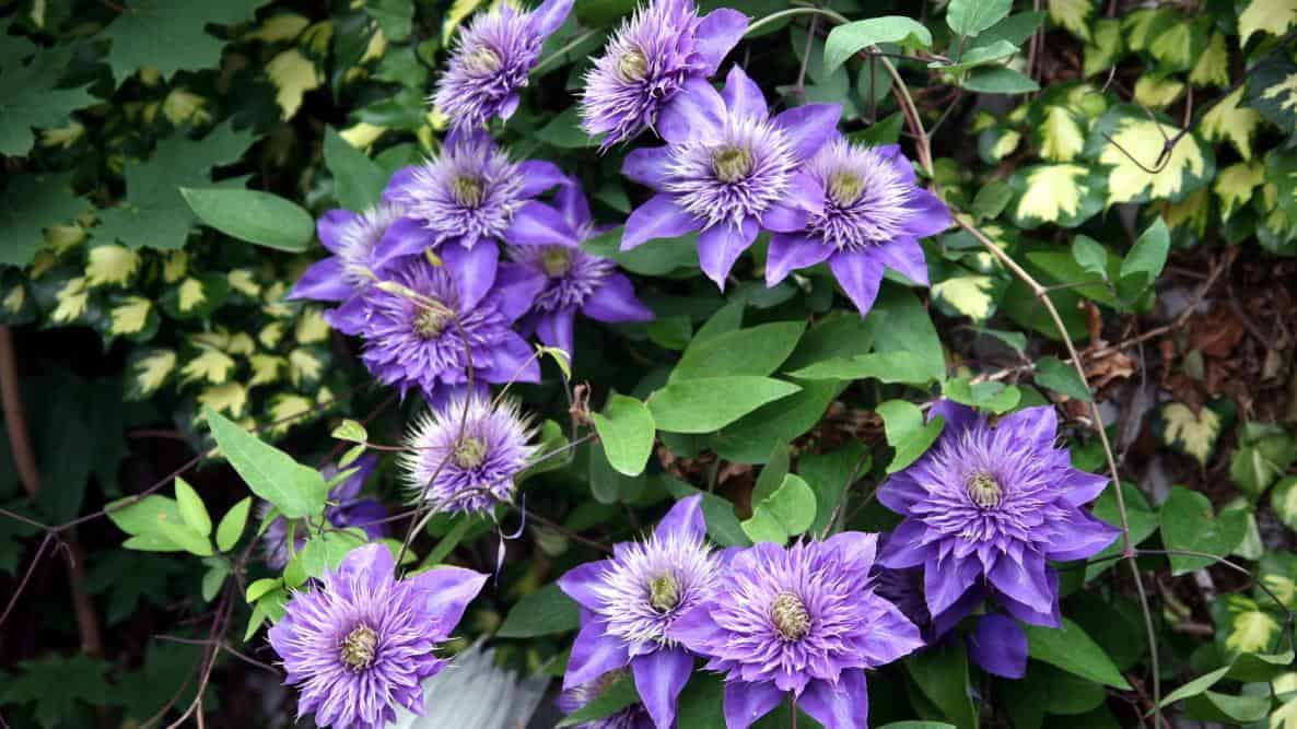 Clematis anbauen – Wie man die Königin der Kletterpflanzen pflanzt und pflegt