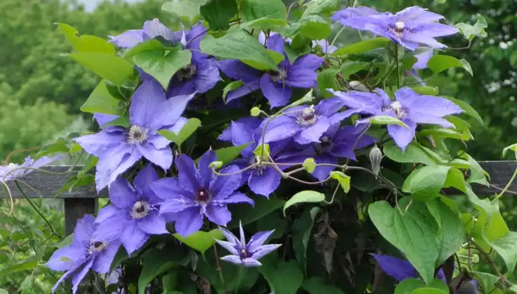 Clematis-Blütenpflege: Wie kultiviert man die Clematis-Pflanze?