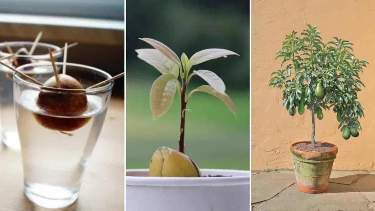 6 Einfache Schritte, um einen Avocadobaum aus einem Kern zu züchten