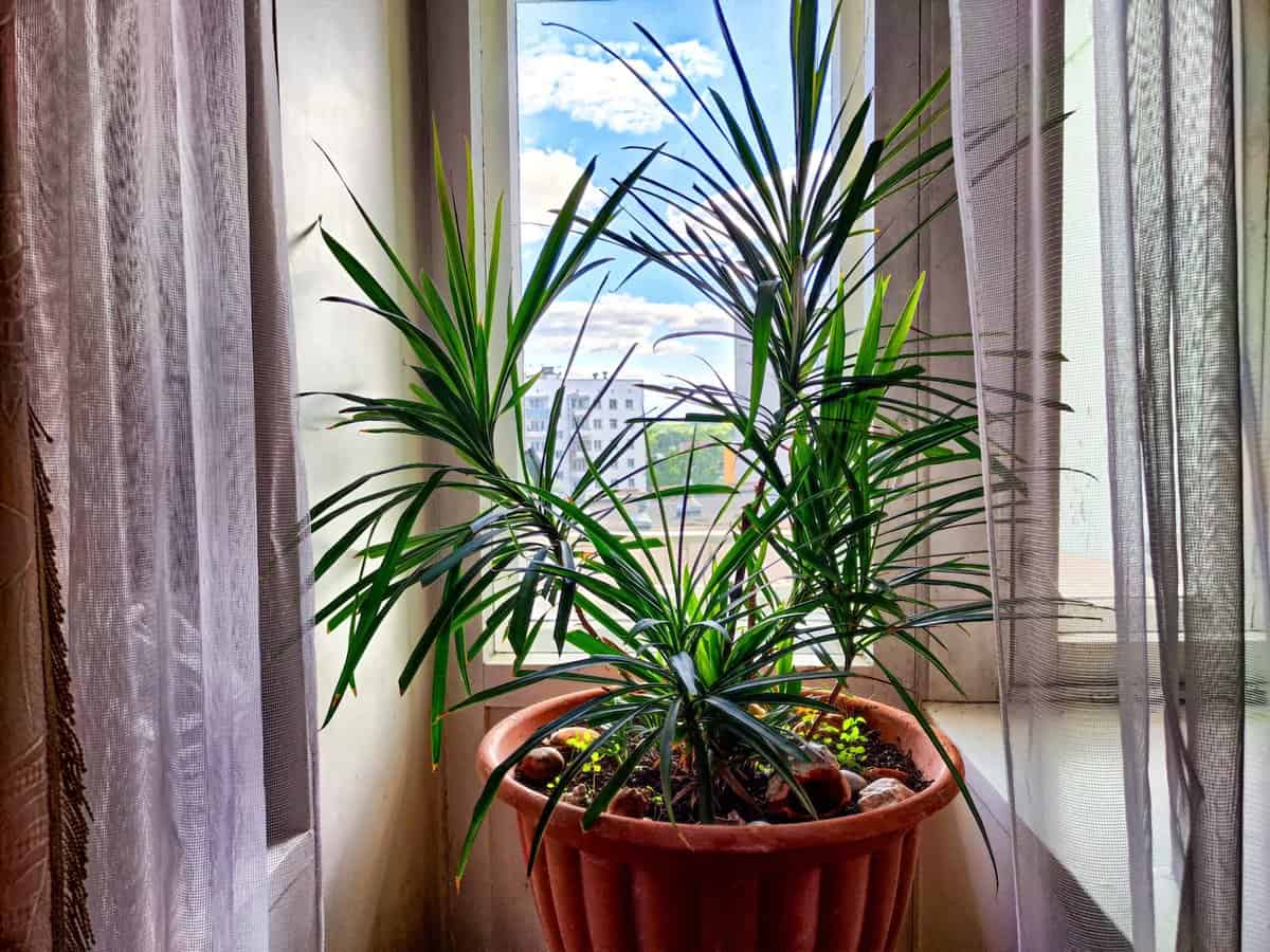 11 Zimmerpflanzen, die Ihre Luft effektiver reinigen als jeder Luftreiniger