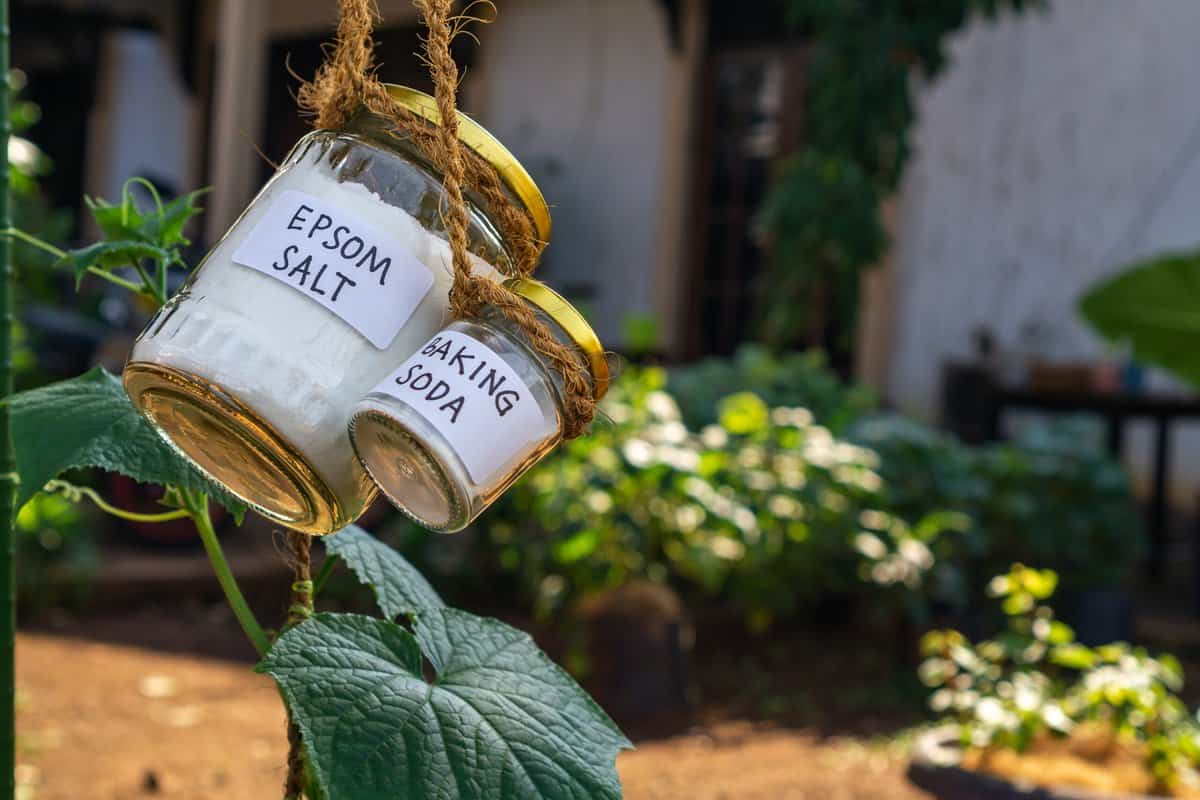 15 Wege, wie Bittersalz deinem Garten zu besserem Wachstum verhelfen kann