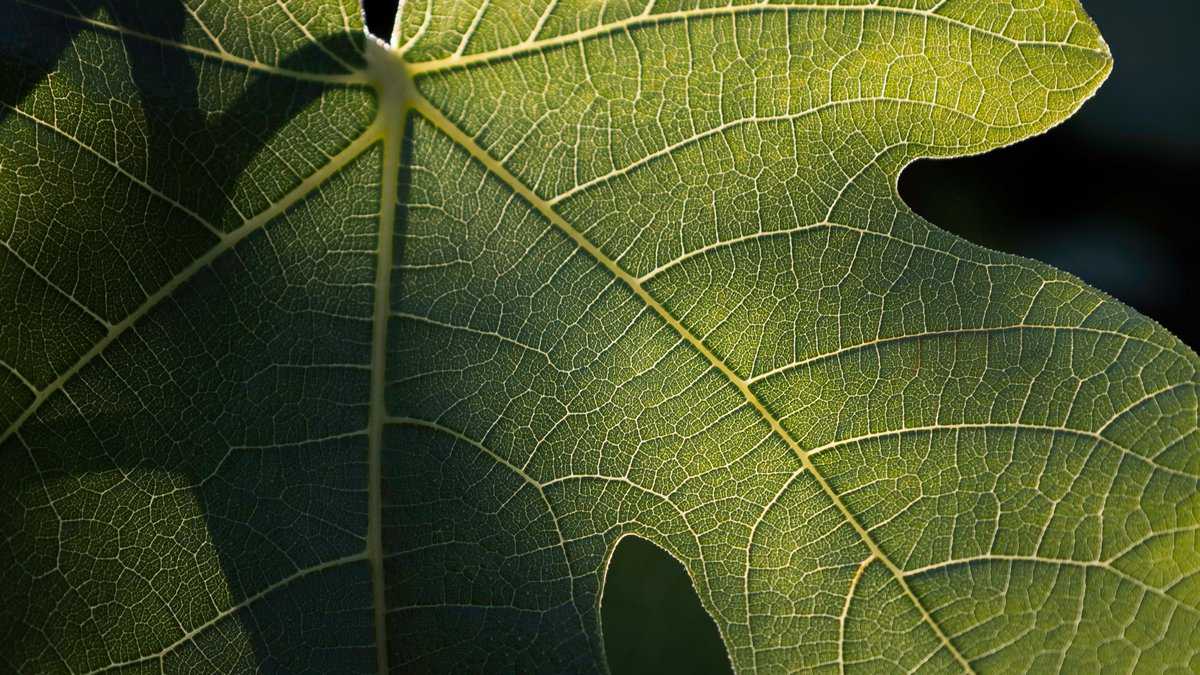 Die Vorteile von Feigenblättern: Eine natürliche Lösung für Diabetes und darüber hinaus