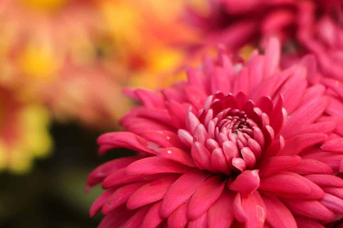 Verwenden Sie diese drei Düngemittel, um Ihren Blumen zu helfen, wie nie zuvor zu gedeihen!