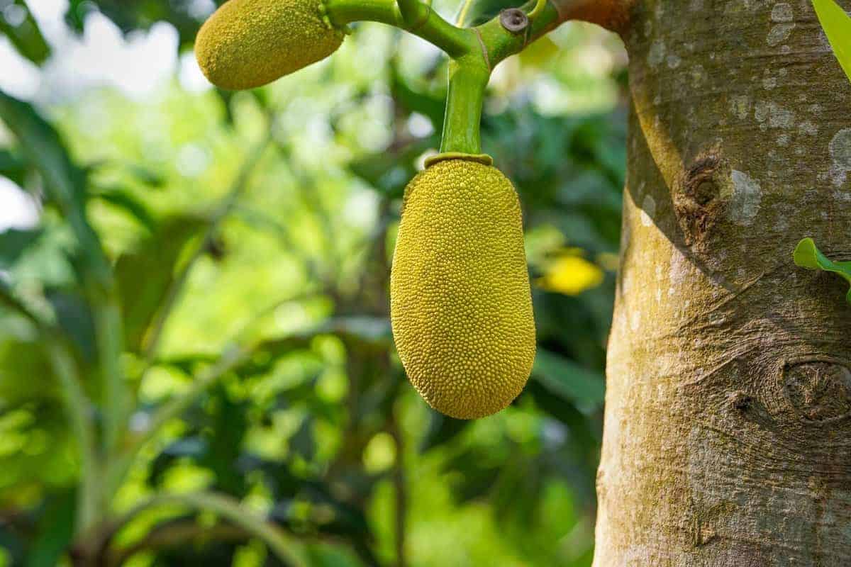 Eine Schritt-für-Schritt-Anleitung, um Jackfruitbäume aus Samen zu pflanzen und zu züchten
