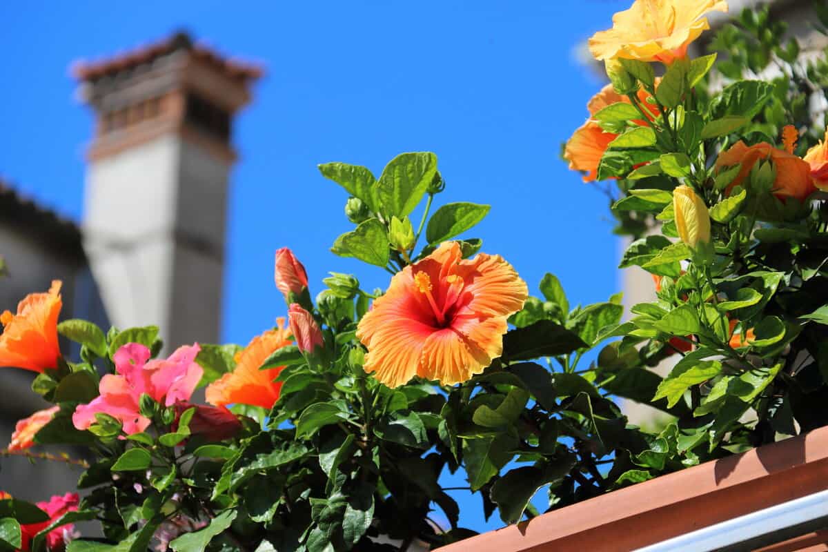 12 Lebendige Hibiskus-Gartenkonzepte für eine lebendige Oase im Freien
