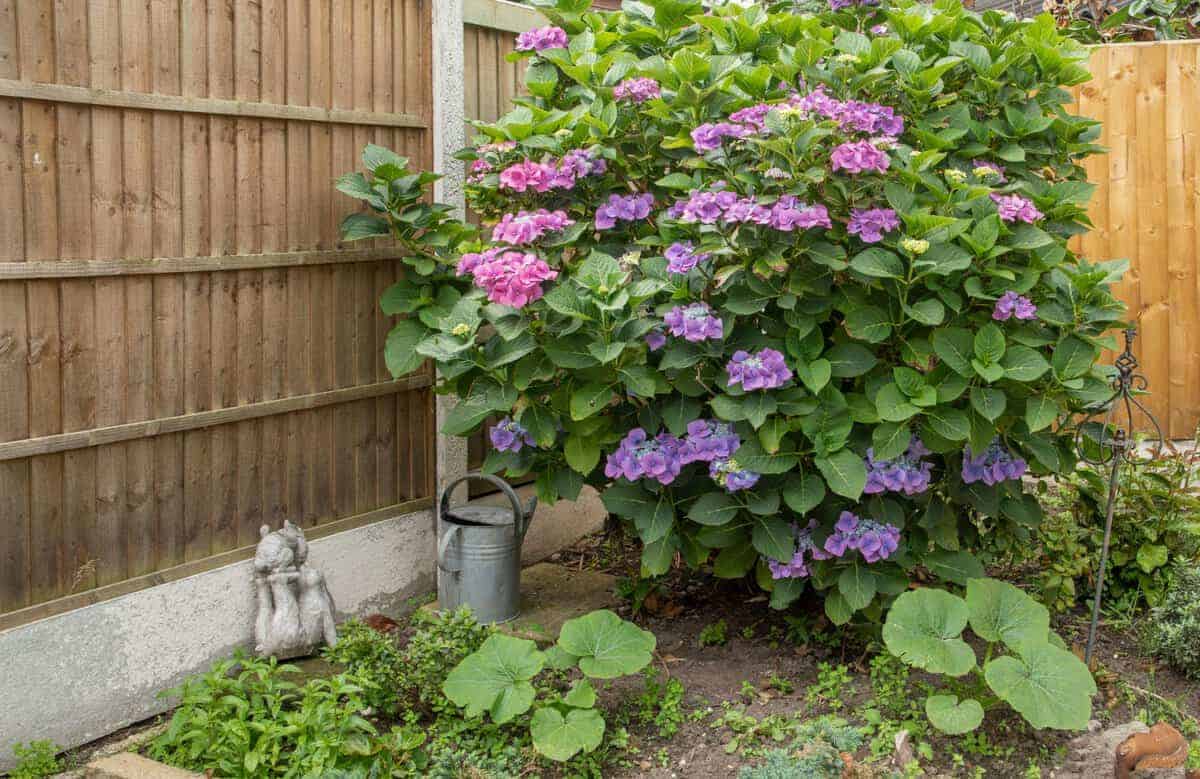 11 Ideale Begleitpflanzen für Hortensien, um einen schönen Garten zu schaffen