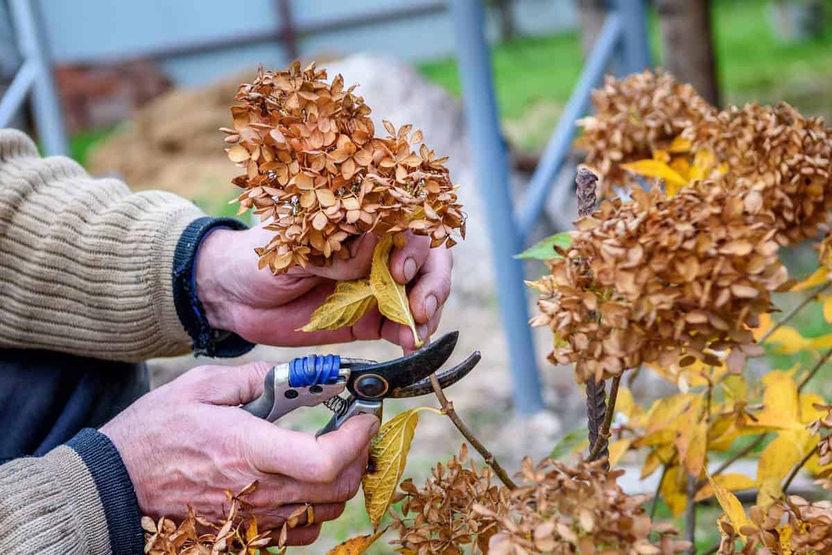 Anleitung zum Beschneiden von Hortensien für den Winter