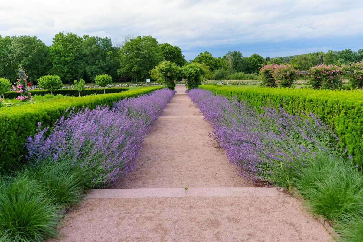 Wie man eine Lavendelhecke pflanzt (und 12 Gründe dafür)