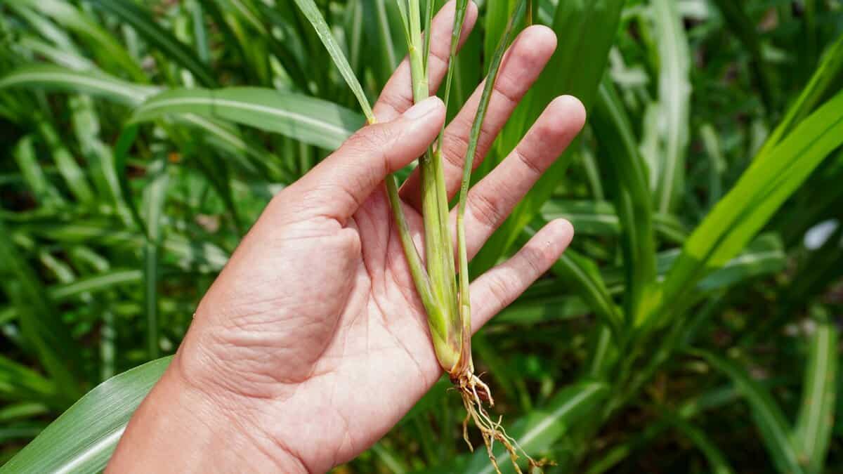 Wie man Zitronengras anpflanzt, um Mücken abzuwehren