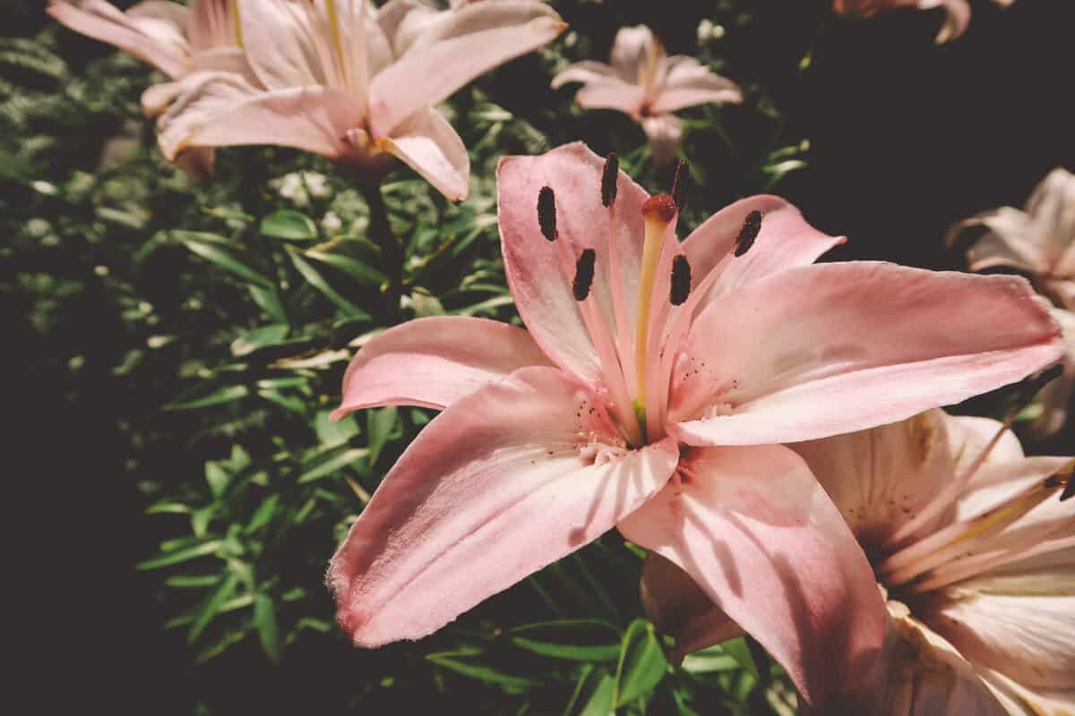 11 Gewöhnliche Zimmerpflanzen, die für Ihre Katze giftig sein könnten