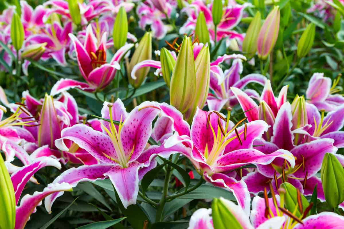11 Wichtige Fakten über Lilien für jeden Blumenliebhaber