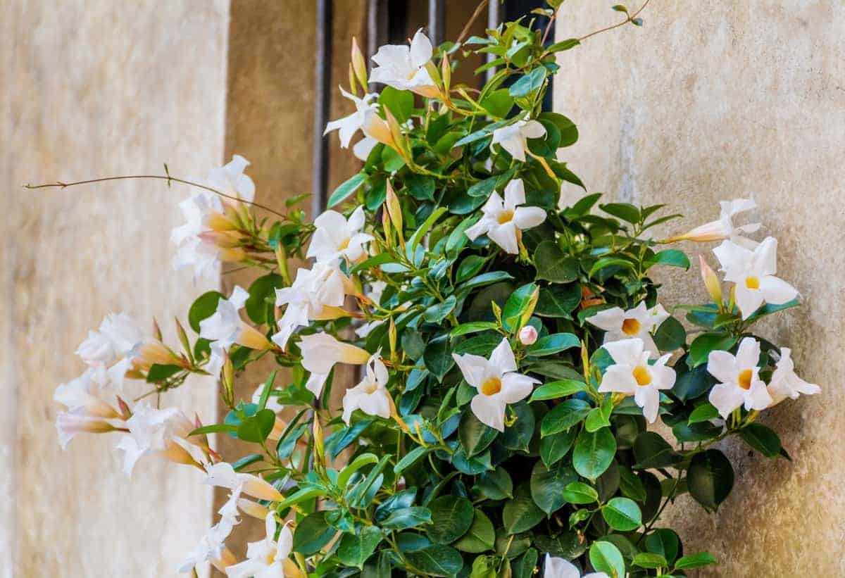 Mandevilla-Überwinterungspflege: Tipps zur Überwinterung von Mandevilla-Pflanzen