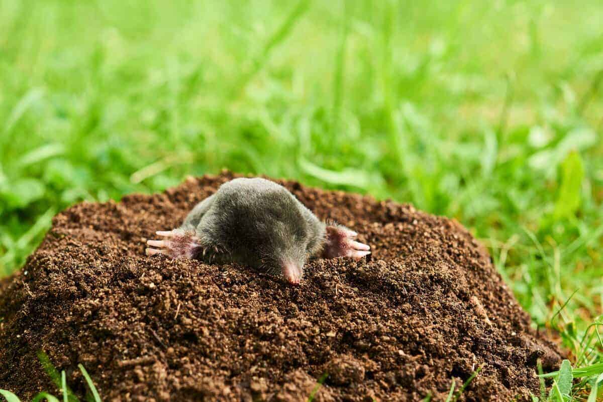 Meine Großmutter hat mir diesen einfachen 4-Minuten-Trick beigebracht, um Maulwürfe aus dem Garten zu vertreiben!