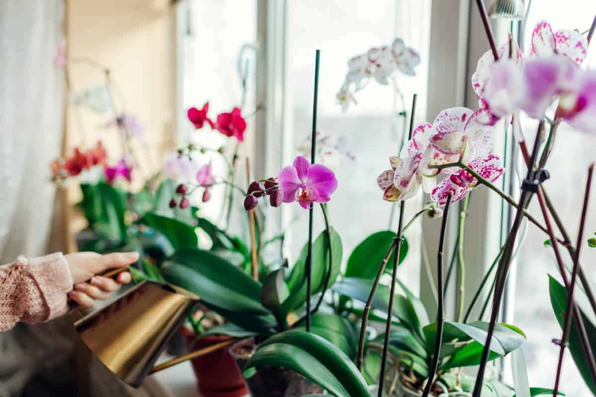 Wie man sich um Orchideen kümmert (Leitfaden für Anfänger)