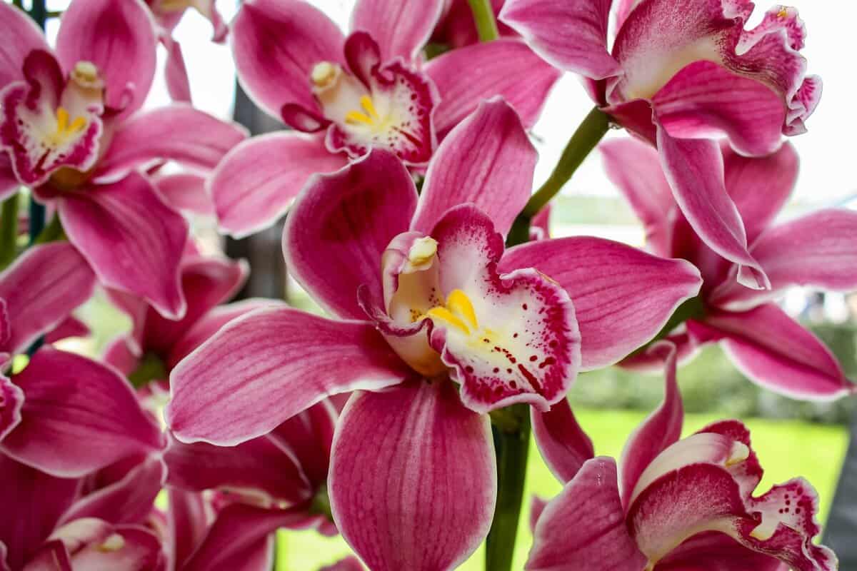 12 Empfindliche Pflanzen, die niemals mit Leitungswasser gegossen werden sollten