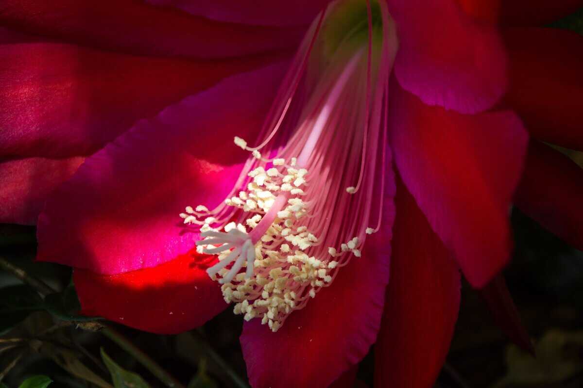 Orchideen-Kaktus Epiphyllum: Kultur- und Pflegetipps