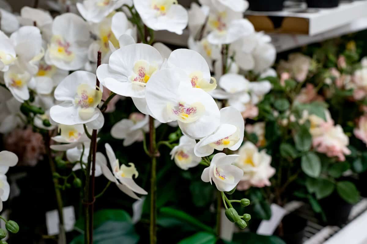 Werden Sie diese Orchidee nicht los! Entdecken Sie das Geheimnis, wie sie immer wieder blühen kann!