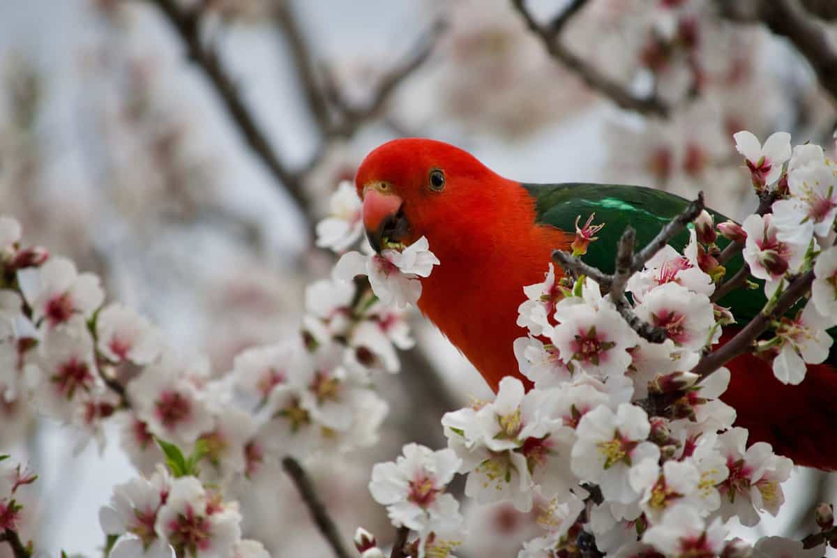 11 Blumensorten, die Vögeln ähneln