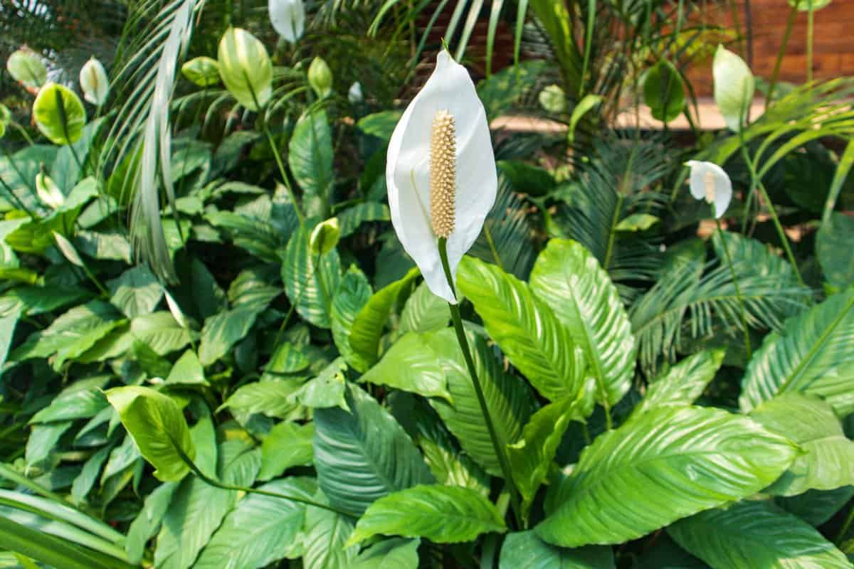 11 Pflegeleichte Zimmerpflanzen, die fast unzerstörbar sind