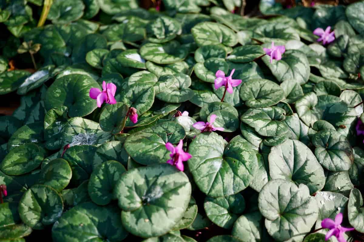 30 Zeitlose Blumen und Pflanzen für schattige Bereiche
