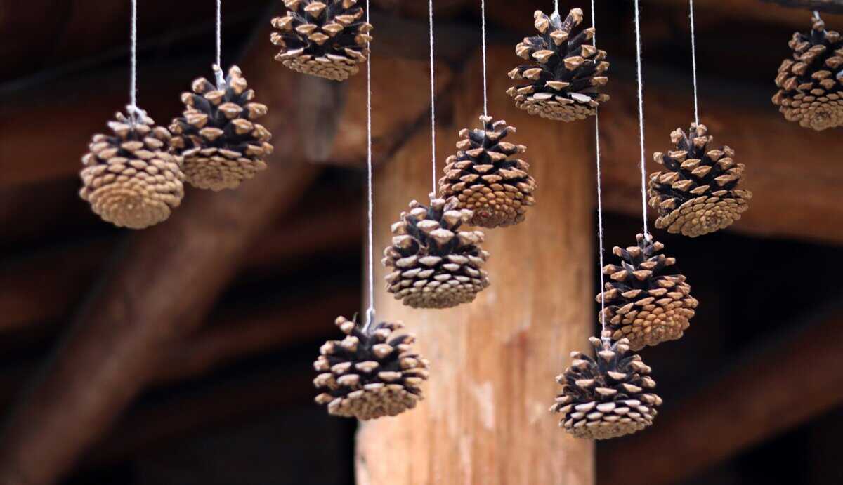 Hier erfährst du, warum du einen Tannenzapfen neben deinem Garten aufhängen solltest