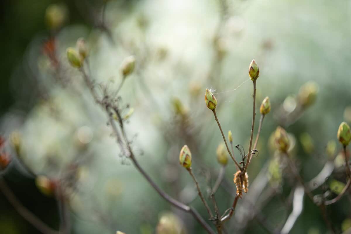 Erforschen Sie den rätselhaften Reiz des Gärtnerns anhand einer von der Gotik inspirierten Landschaft