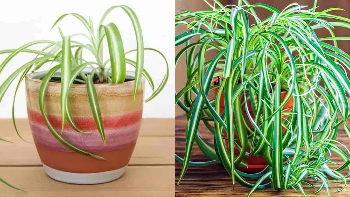 Wie Sie Ihre Spinnenpflanze buschiger machen können : Tipps Und Tricks