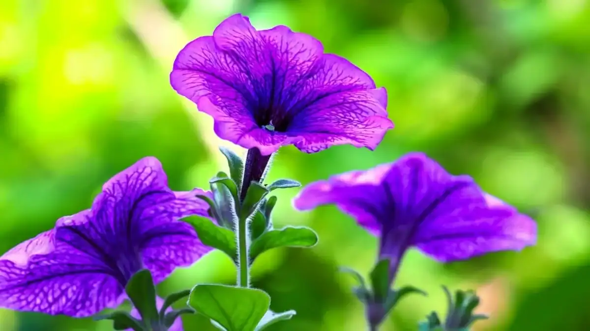 15 Pflanzen, die den ganzen Sommer über blühen