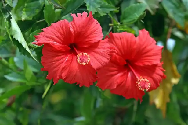Hibiskusschnitt: Wie und wann man Hibiskus für ein besseres Wachstum beschneidet