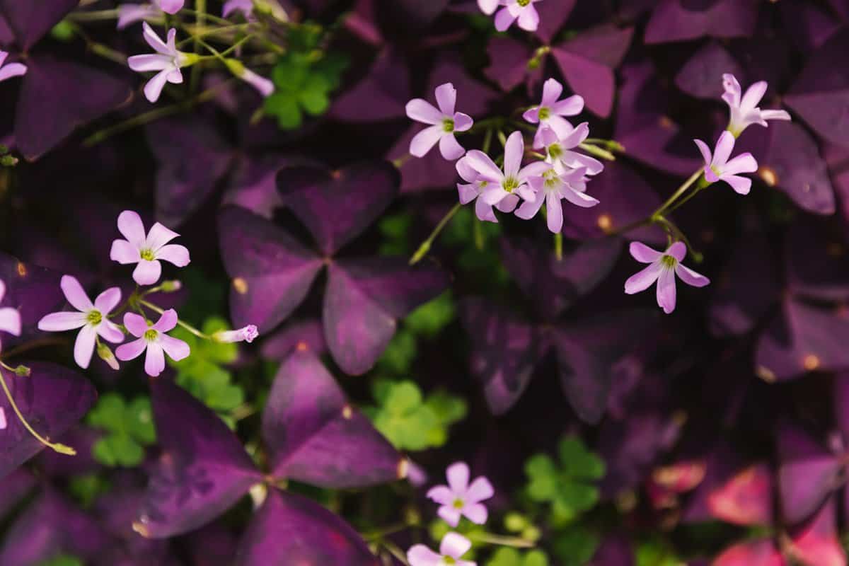 6 Zwingende Gründe, eine Purple Shamrock-Zimmerpflanze in Ihr Haus aufzunehmen
