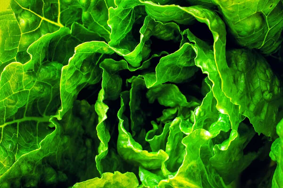 10 Winterharte Pflanzen, die in jeden Überlebensgarten gehören