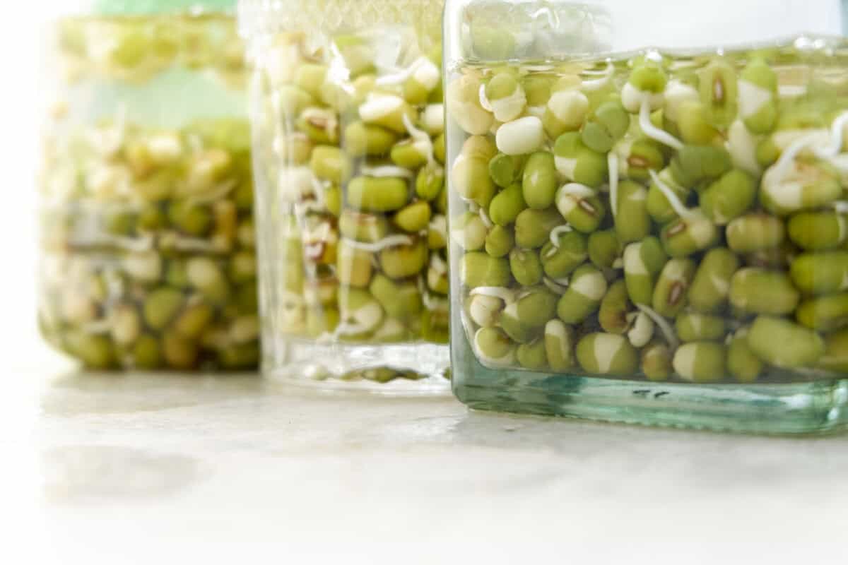 13 Wichtige Tipps zur Aussaat, die jeder Gärtner kennen sollte