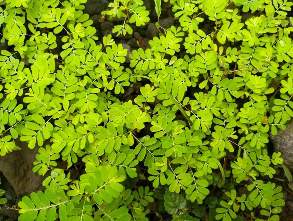 Die Steinbrechpflanze: Die natürliche Lösung bei Nierensteinen