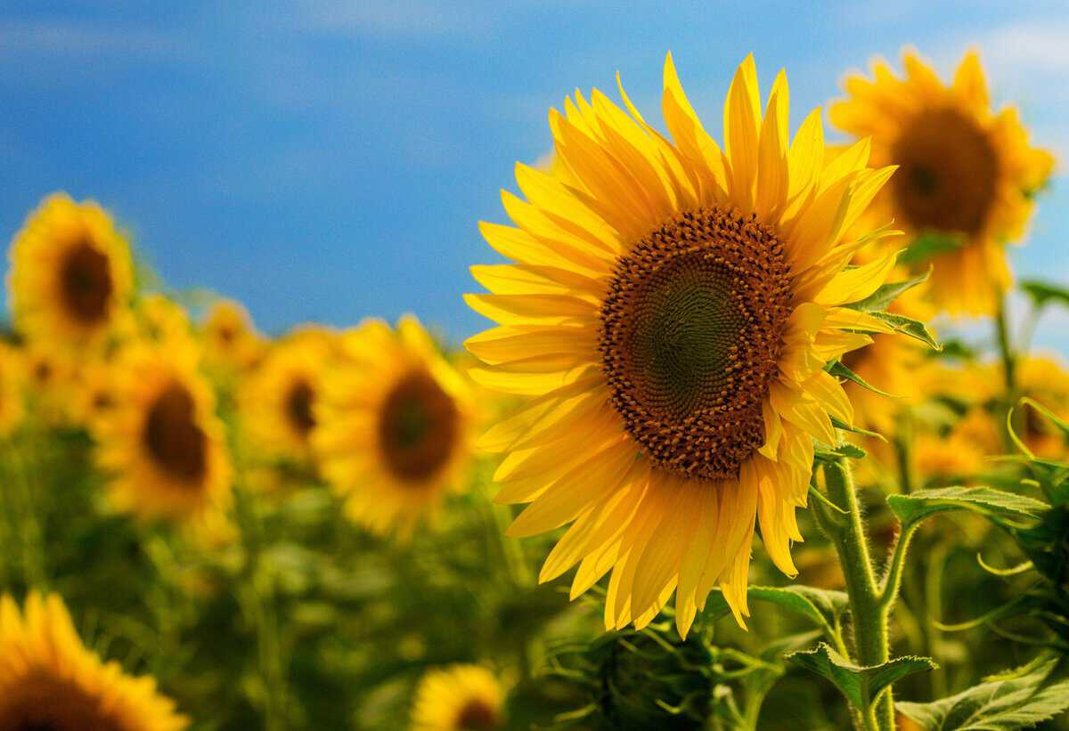 14 Wichtige Pflanzen, die jeder Gärtner in seinem Garten haben sollte