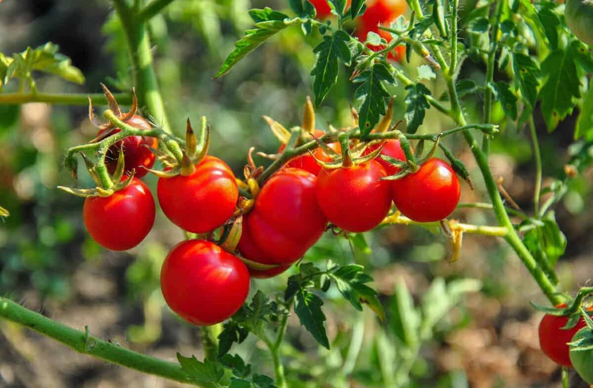Wie man den Ertrag von Tomaten steigert: 7 Expertentipps für eine tolle Ernte