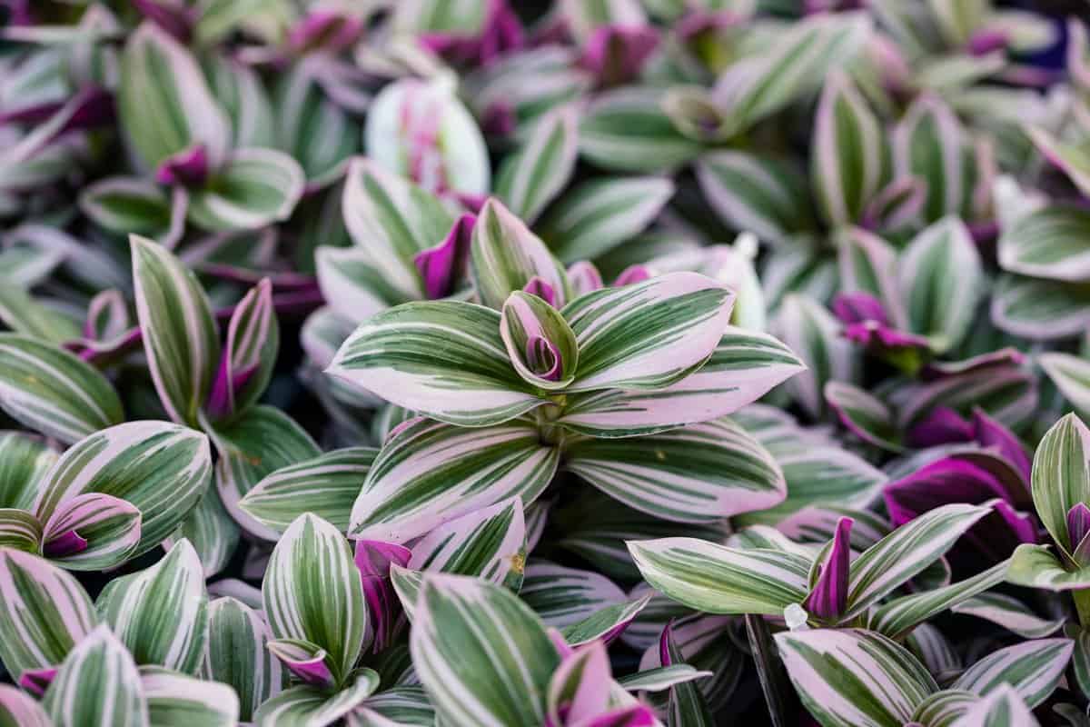 7 Wichtige Tipps für die Pflege Ihrer Tradescantia (Wandering Dude)