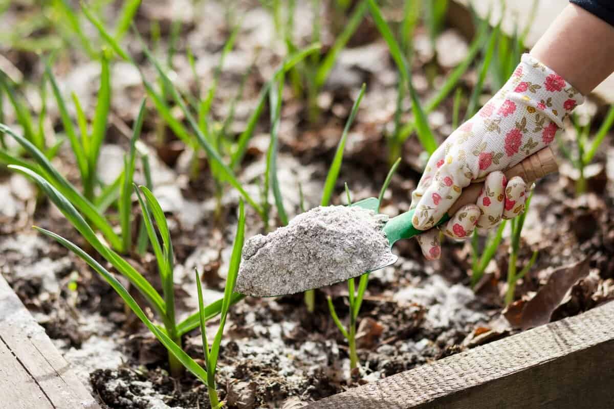 45 Praktische Verwendungen der Esche in Haus und Garten