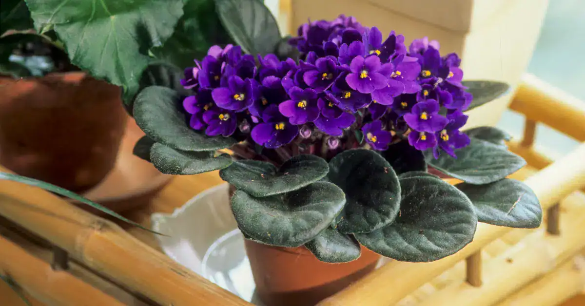 6 Tipps, die Sie kennen sollten, um wunderschöne Afrikanische Veilchen zu züchten