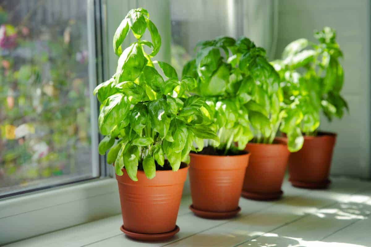 Lassen Sie mit dieser Schritt-für-Schritt-Anleitung den größten Basilikumbusch in einem Topf wachsen.