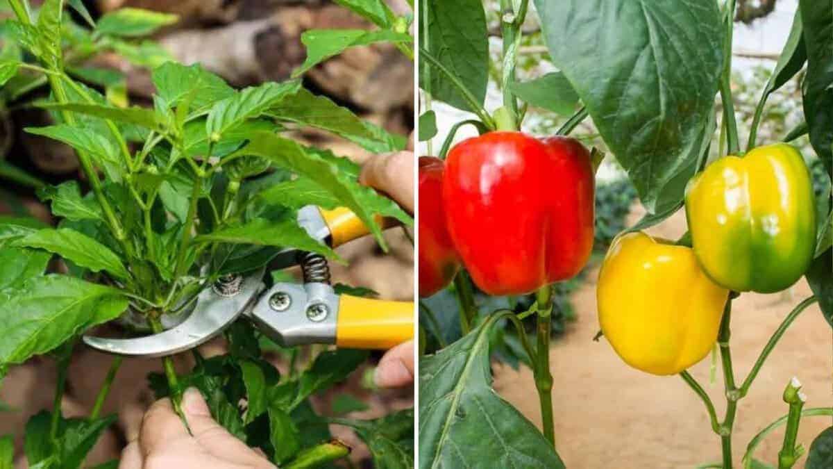 Wie man Paprikapflanzen beschneidet, um enorme Erträge zu erzielen