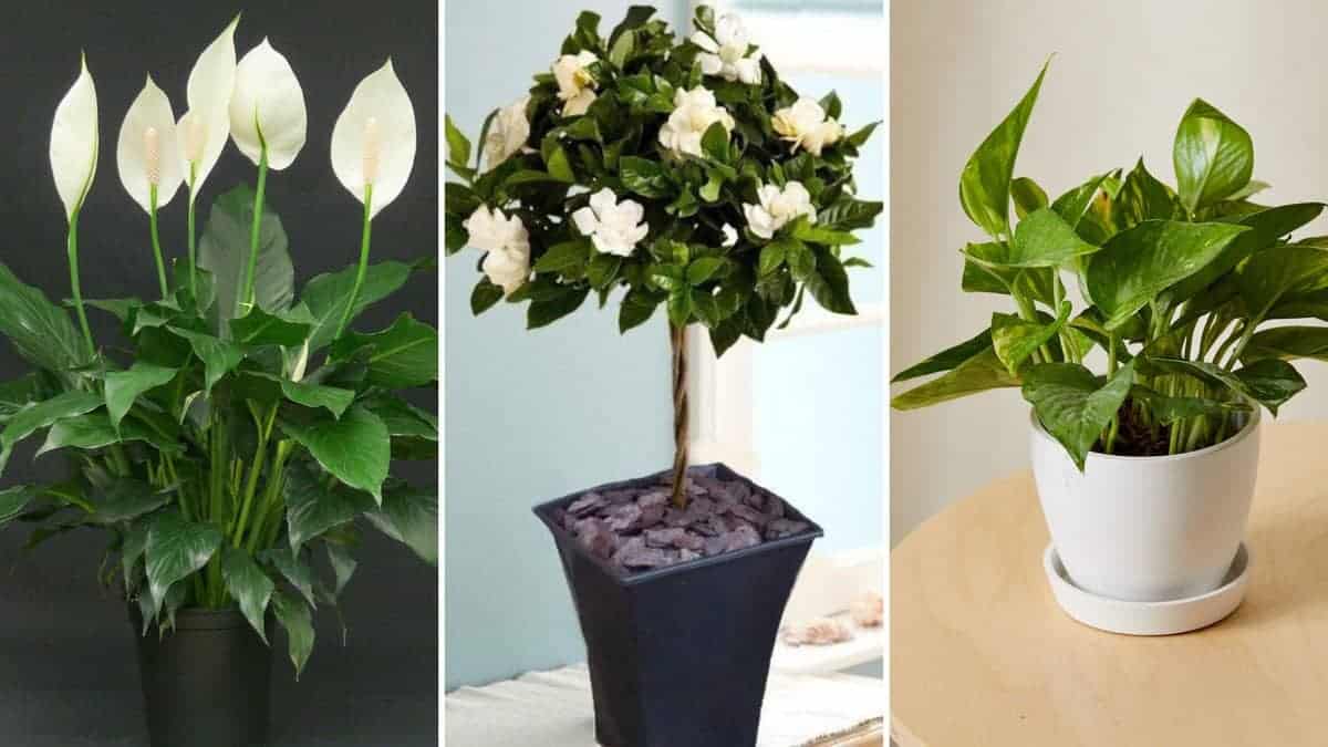 12 Schöne Zimmerpflanzen, die Ihnen helfen, besser zu schlafen