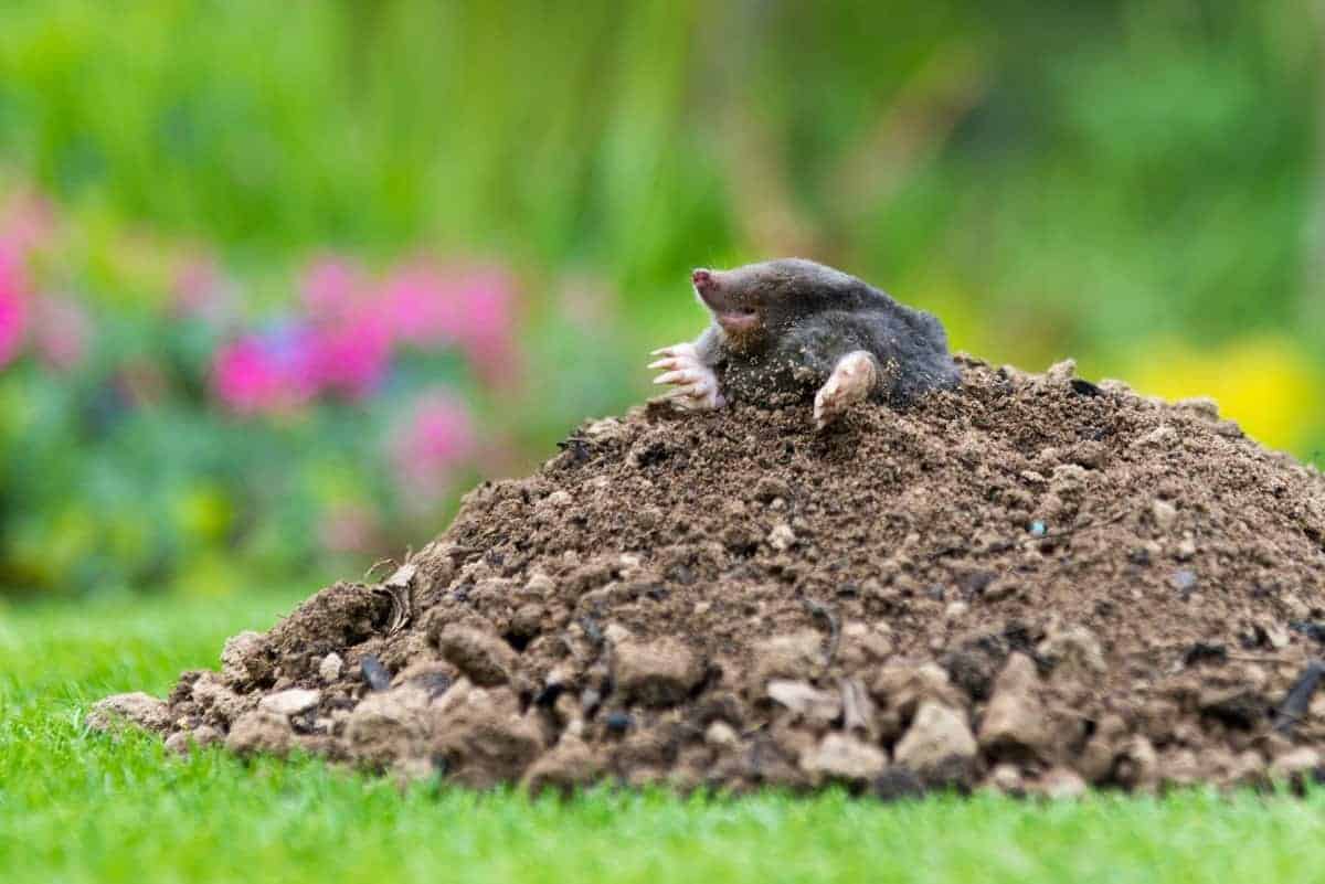 6 Effektive Strategien, um Maulwürfe von Ihrem Garten fernzuhalten