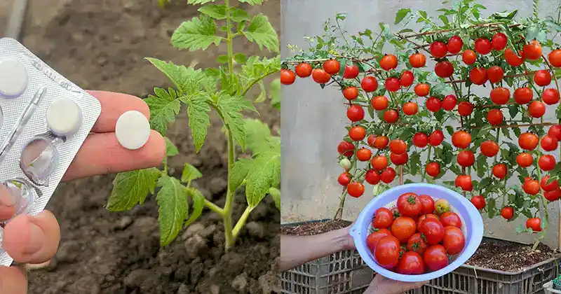 Wie man schnell Tomaten für eine reiche Ernte zu Hause anbaut