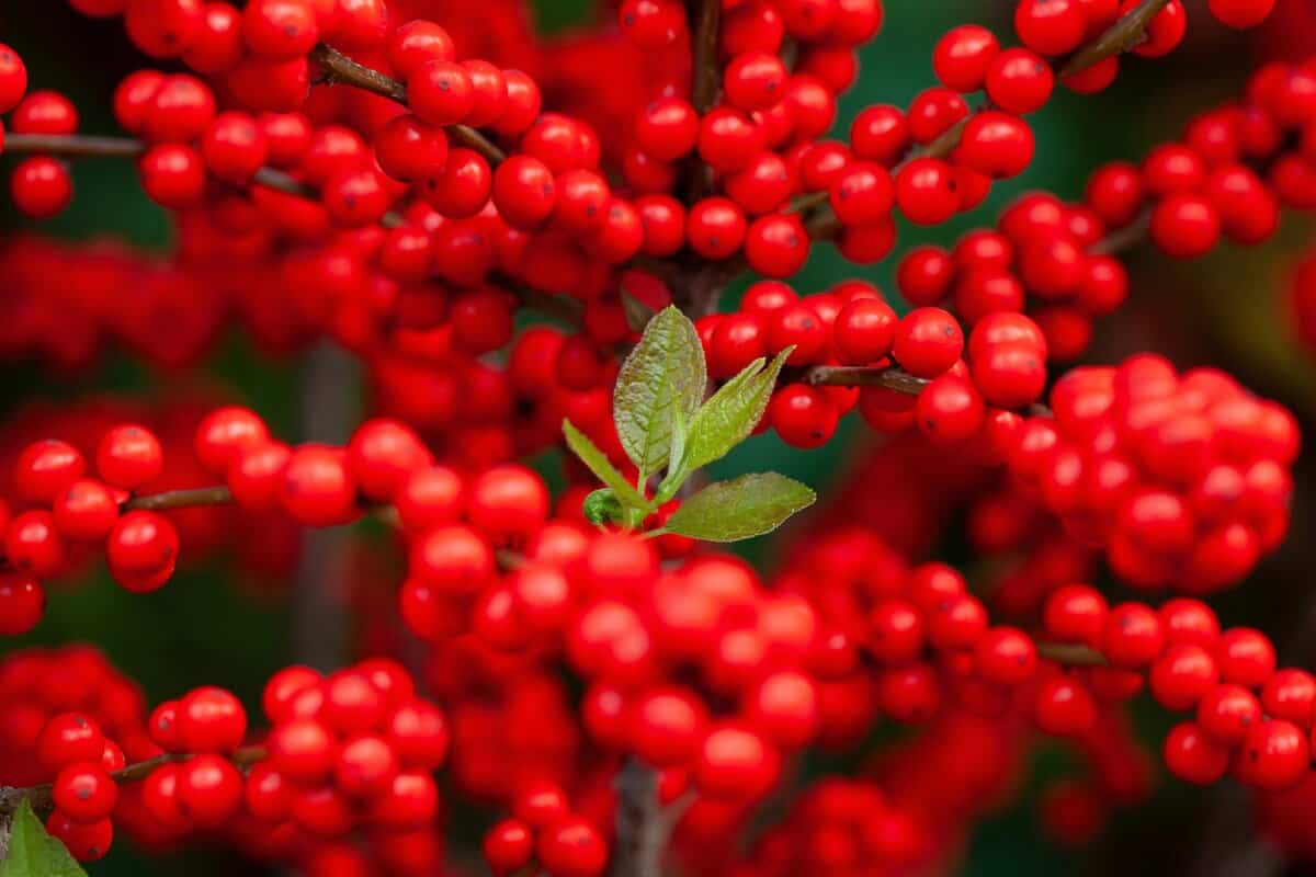 11 Winterliche Kübelpflanzen, die Ihrem Garten in den kalten Monaten Lebendigkeit und Leben verleihen