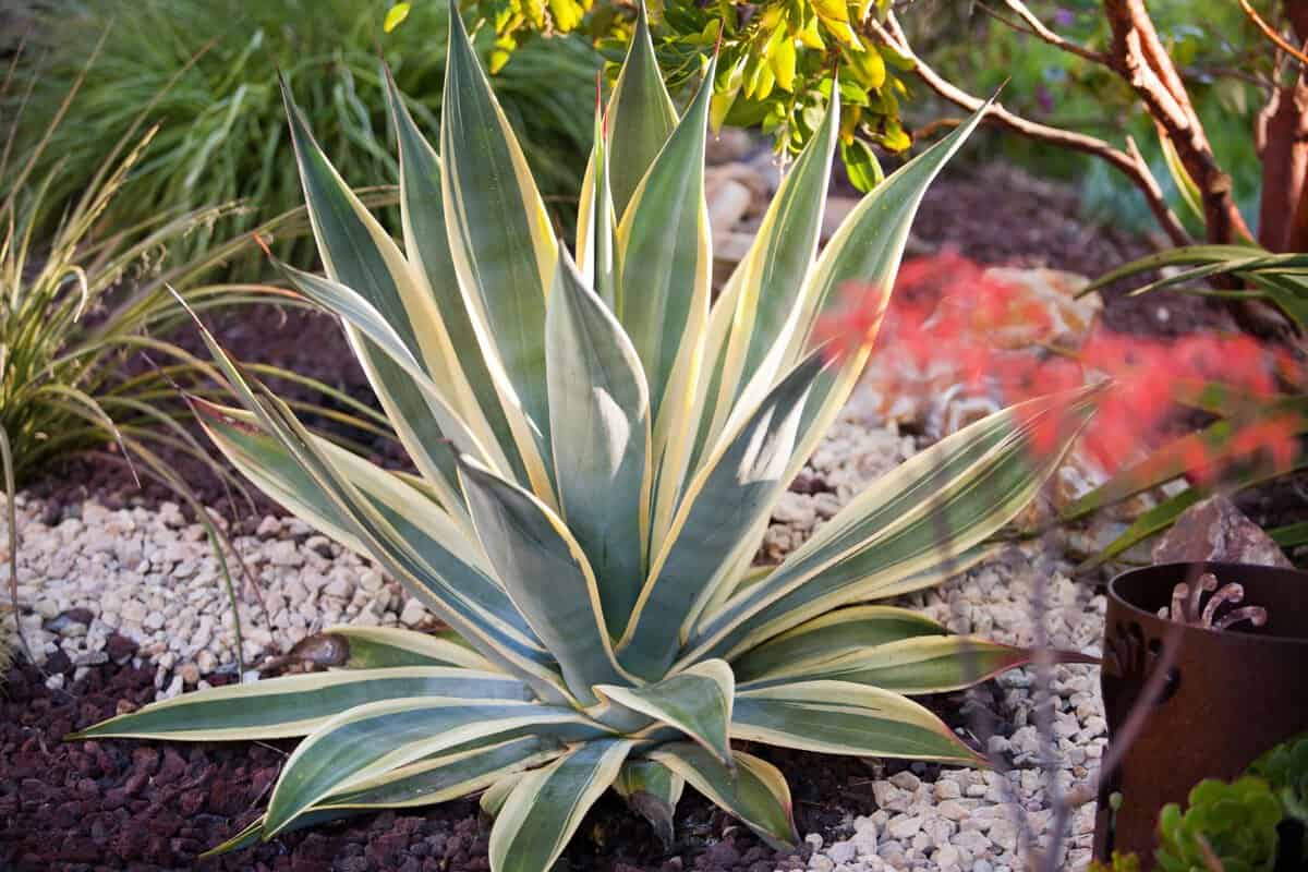 22 Agavensorten, die Frosttemperaturen standhalten