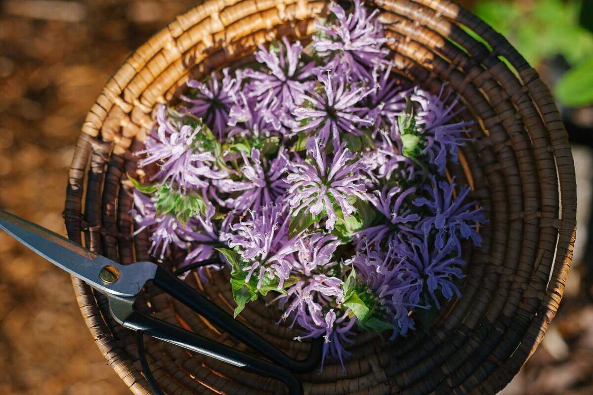 15 Ideale Pflanzen für einen bienenfreundlichen Garten