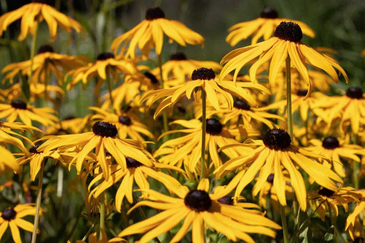 23 Stauden, die im ersten Jahr prächtig gedeihen